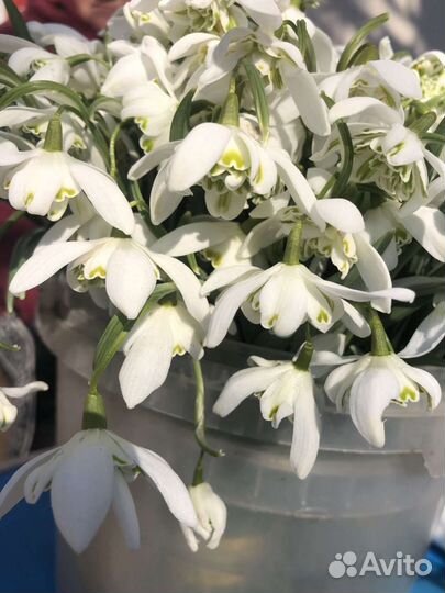 Подснежники луковицы