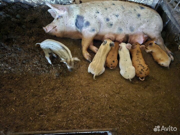 Поросята