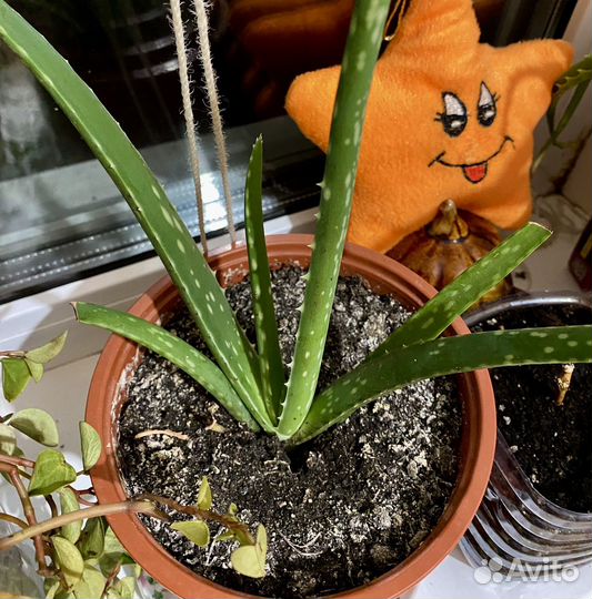 Комнатные растения