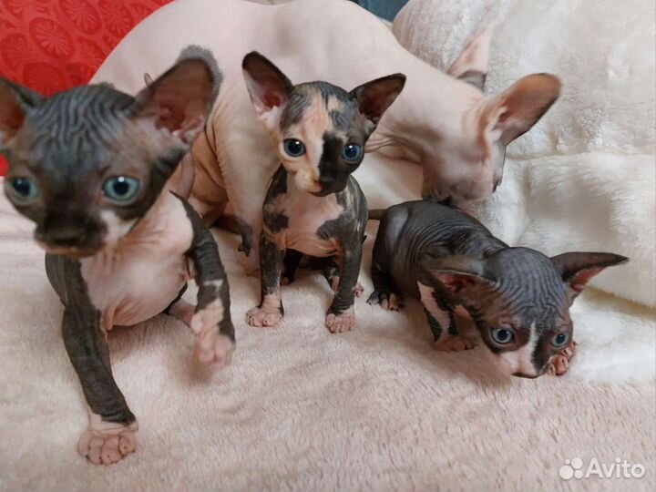 Канадский сфинкс