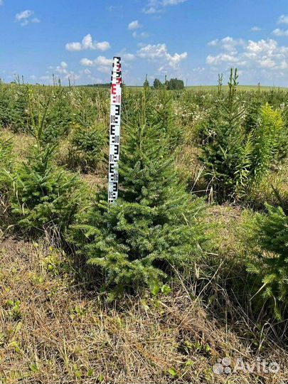 Ель сербская/180-200 см
