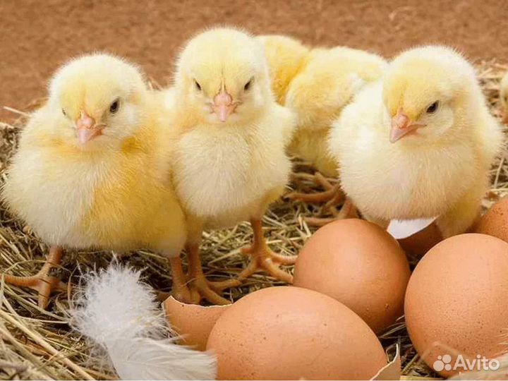 Инкубационное яйцо