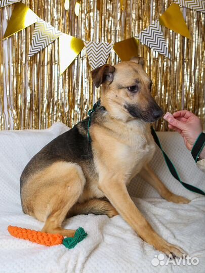 Арнольду нужен дом, отдам бесплатно