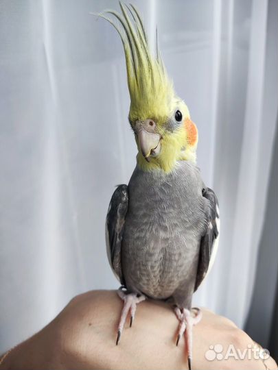 Попугай корелла самец 7 мес