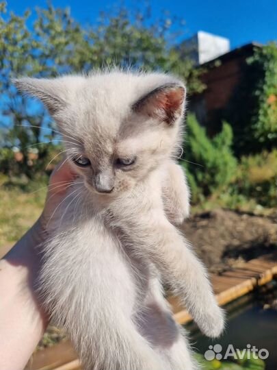 Отдам котят в хорошие руки