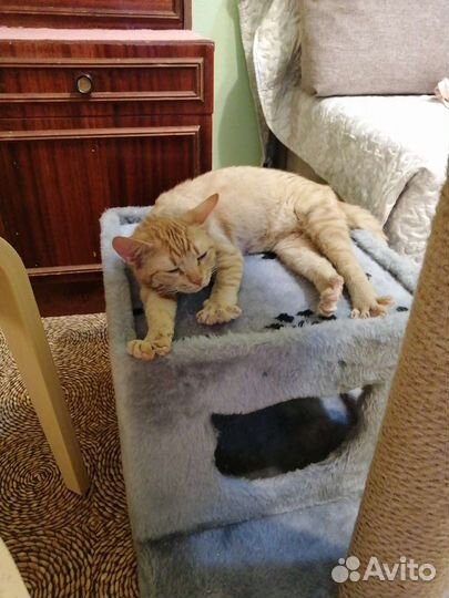 Котик рыжик