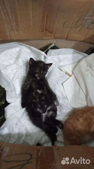 Кошки в добрые руки