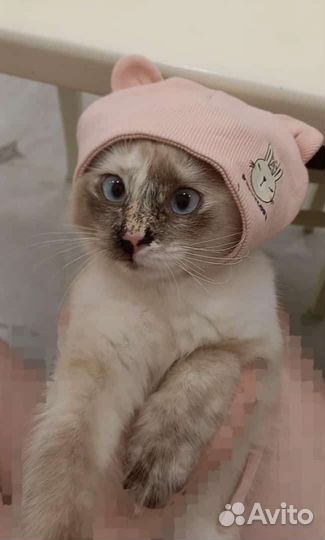 Котята без породы