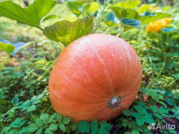 Кормовая тыква фото и столовая отличия описание