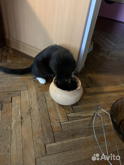 Котенка в добрые руки