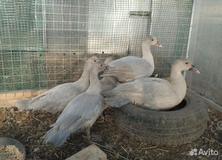 Щипаю птицу