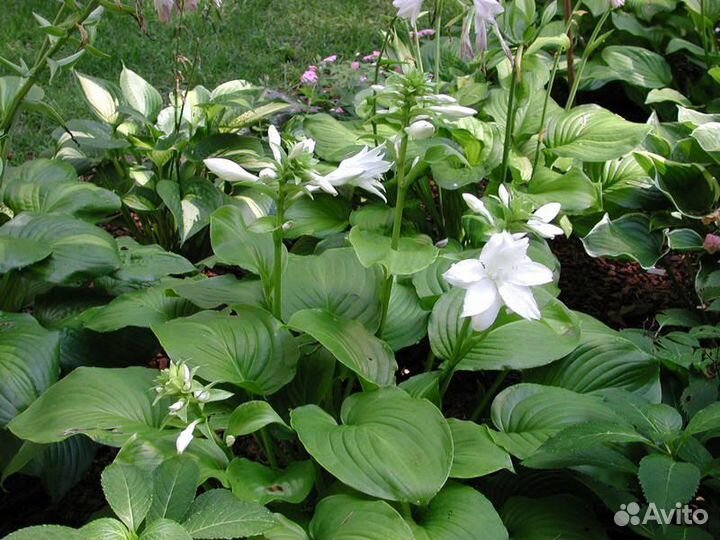 Хоста Афродита