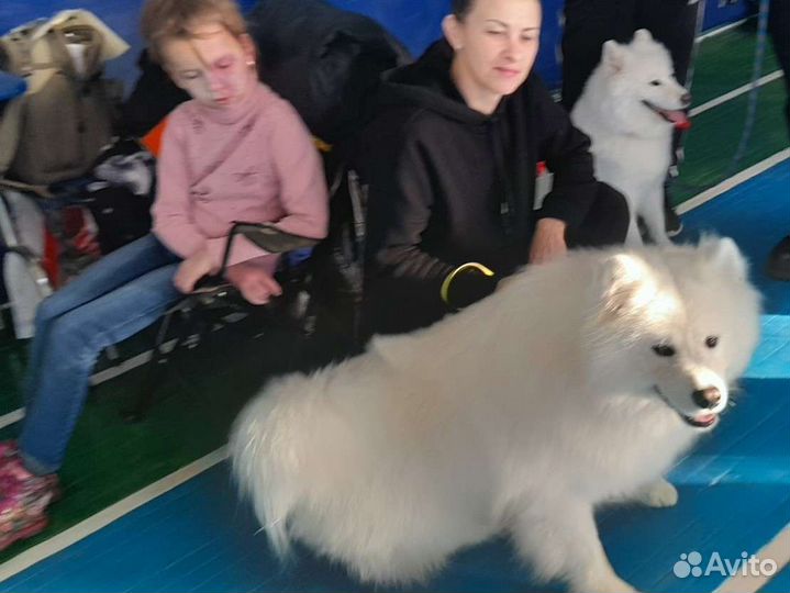 Вязка Самоедская лайка