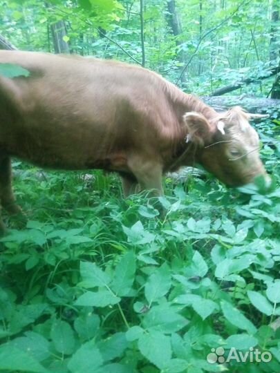 Корова(телка)