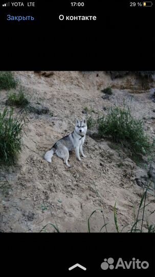 Девочка хаски вязка