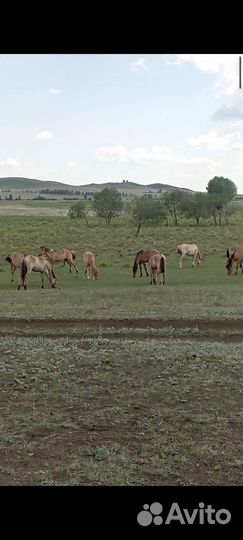 Кобылки.жеребецкобылы