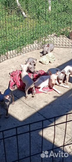 Агт щенки,ркф