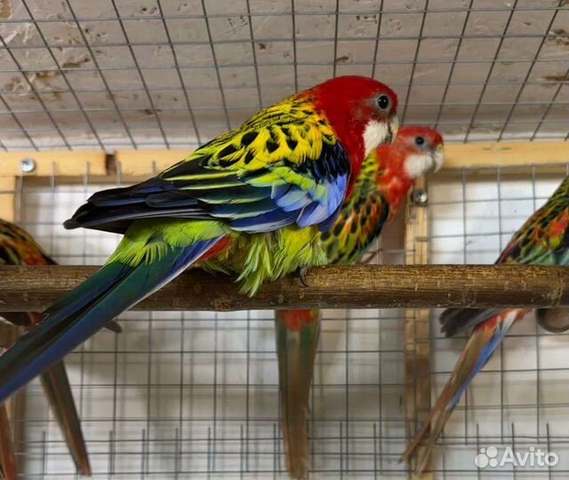 Птенцы розеллы и другие