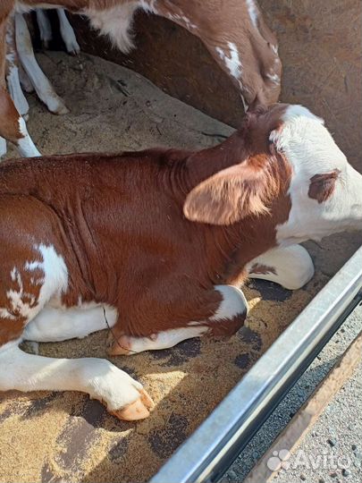 Бычки,телочки