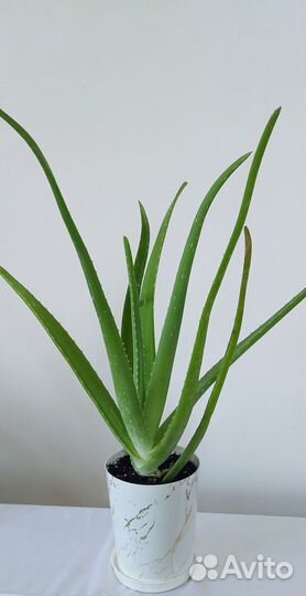 Алоэ вера, столетник амазонская лилия спатифиллиум