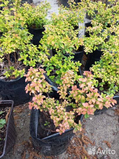 Спиреи Вангутта,Джапаниз Дворф,Рейнбоу