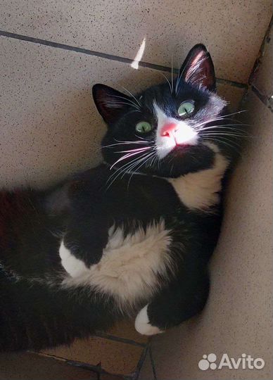 Котик забавный и ласковый