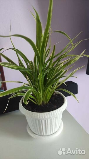 Хлорофитум Лаксум