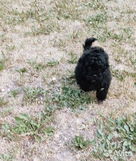 Красавчики мальтипу