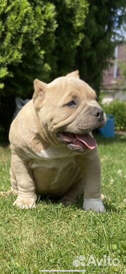 Американский булли сука
