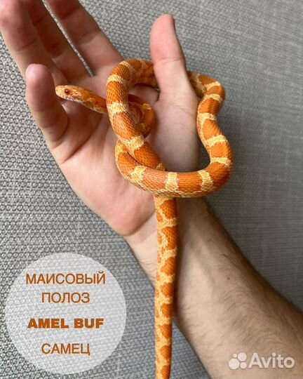 Змея: Маисовый полоз