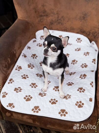 Вязка собак, мальчик ищет девочку