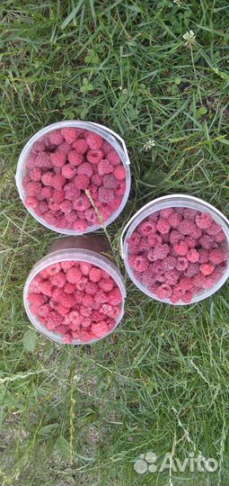 Малина свежая