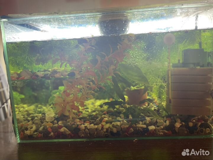 Аквариум