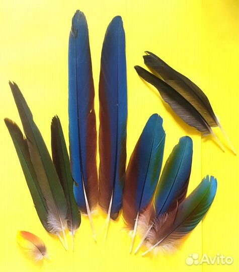 Перья разных попугаев