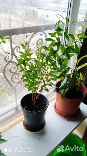 Гранат комнатный декоративный