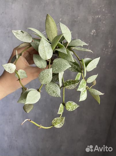 Хойя Мишель сплеш, Лакуноза Суперэскимо