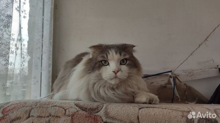 В добрые руки