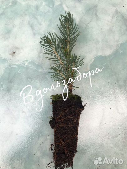 Ель колючая голубая