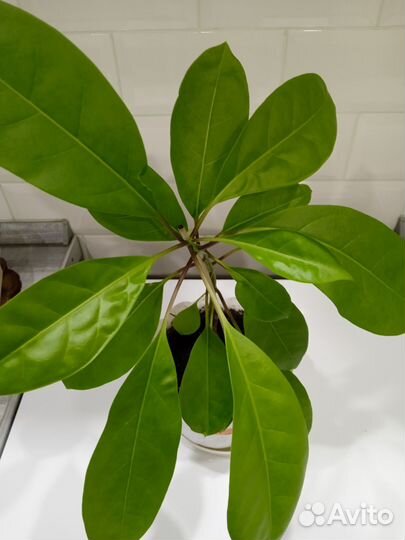 Соландра - Золотая чаша(Бронь)