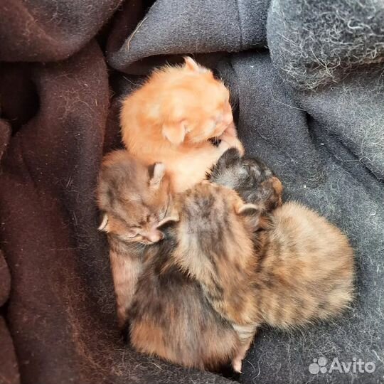 Котята в добрые руки