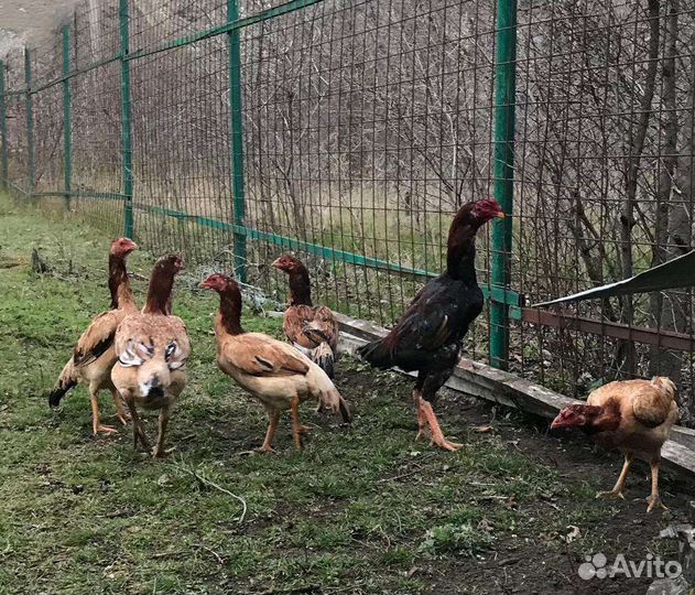 Бойцовые петухи и куры