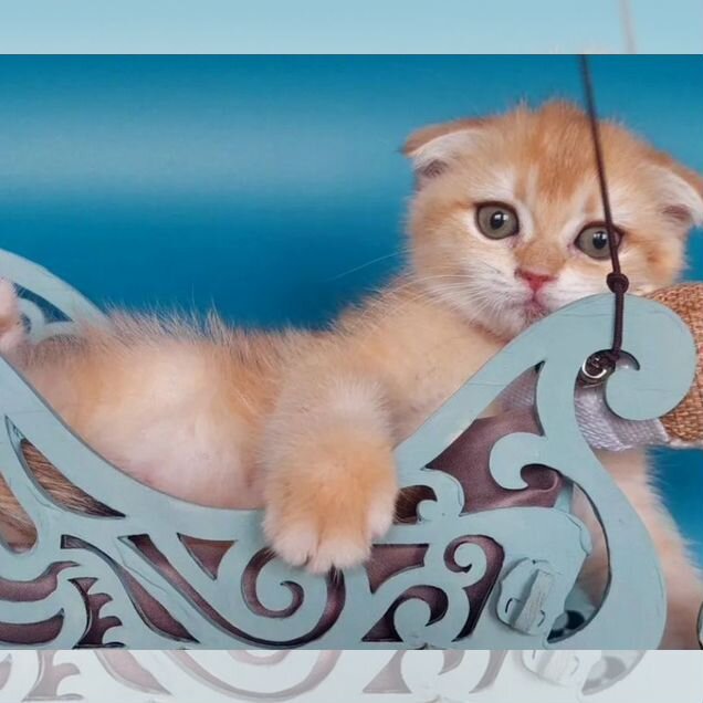 Шотландский вислоухий короткошёрстный котёнок