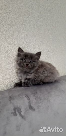 Кошки в добрые руки бесплатно