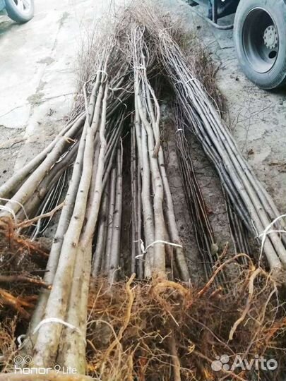 Липы липа разных размеров