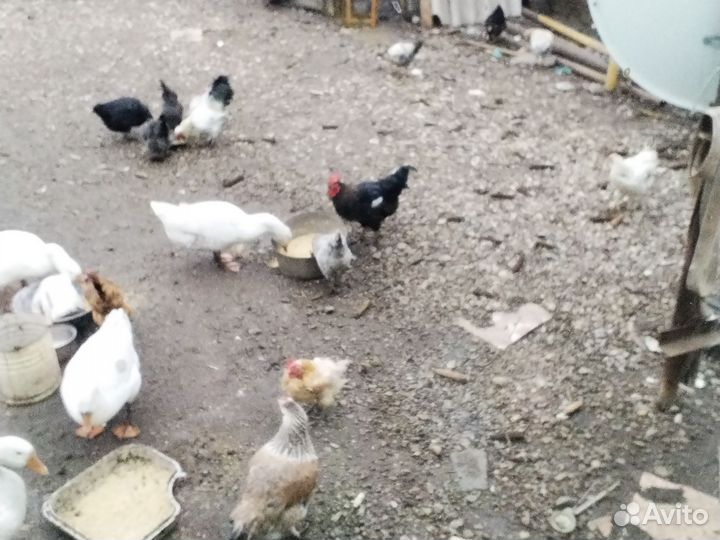 Петухи молодые