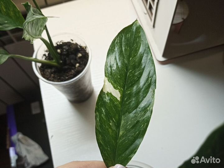 Спатифиллум домино Джемени