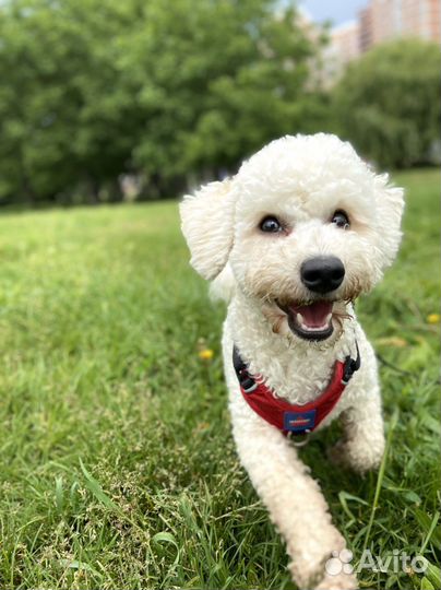 Передержка собак