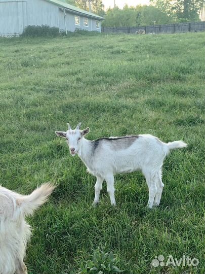 Коза и 2 козочки