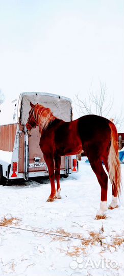 Жеребец русский рысак