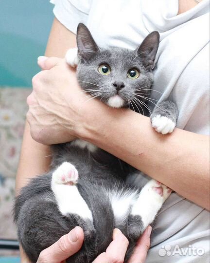 Котик в добрые руки